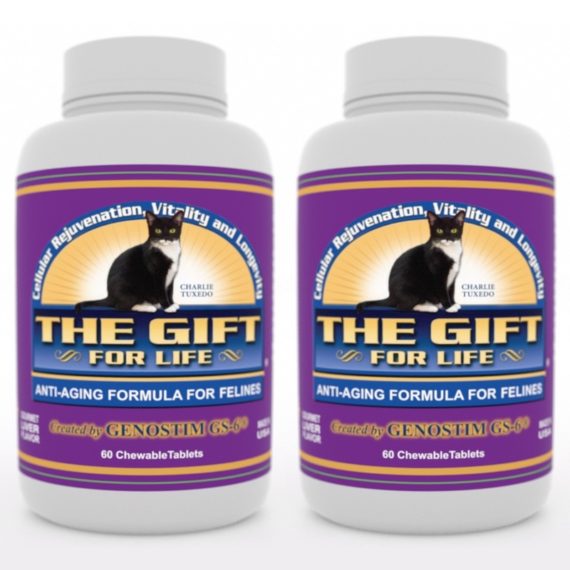 The-Gift-For-Life-Feline-2-month